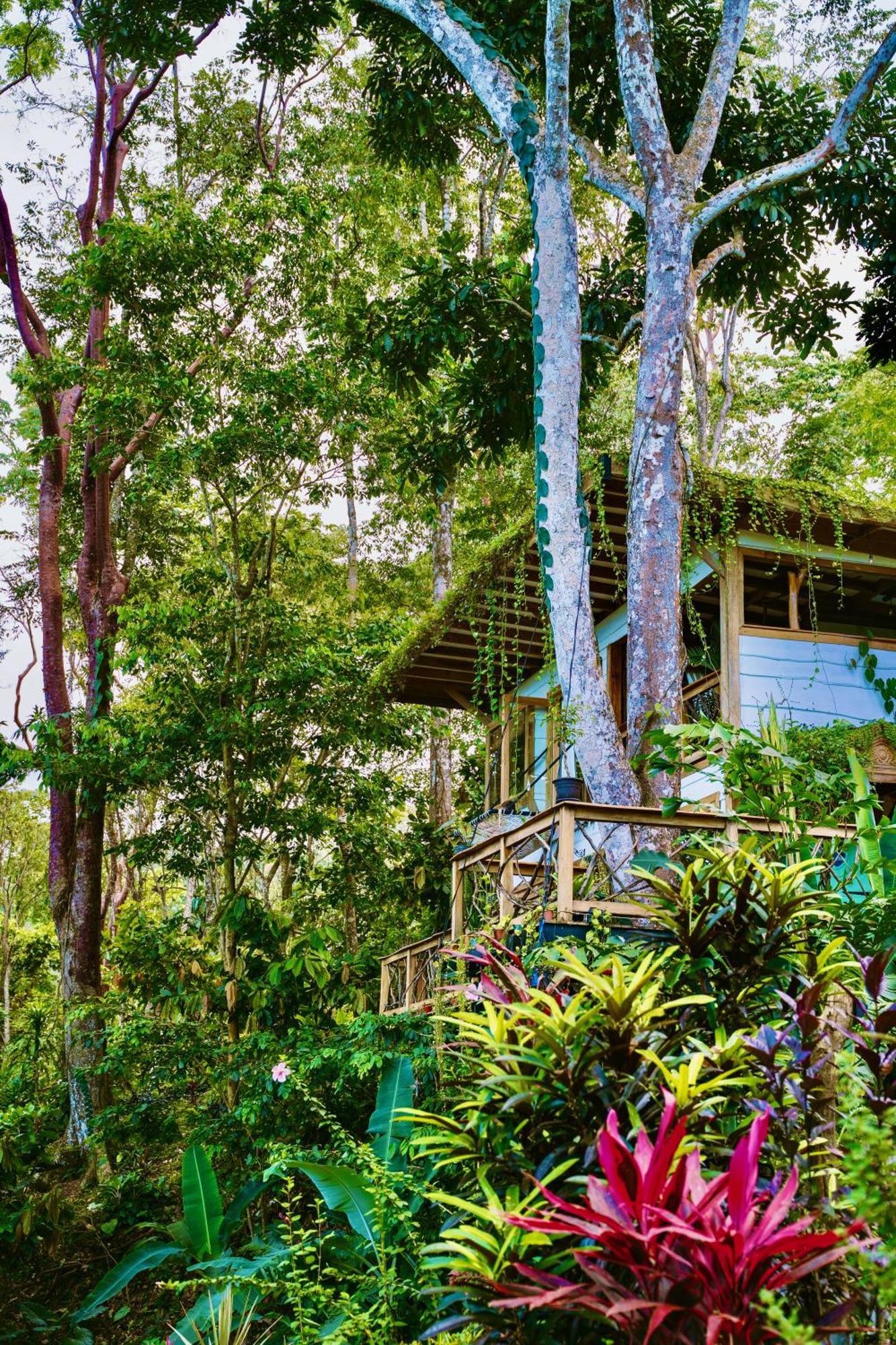 Вилла Jungle Spirit Treehouse Кауита Экстерьер фото