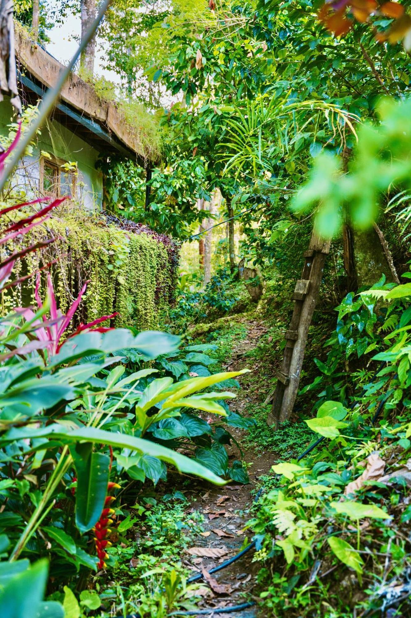 Вилла Jungle Spirit Treehouse Кауита Экстерьер фото